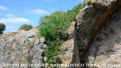 Escursione naturalistica a Roselle 
