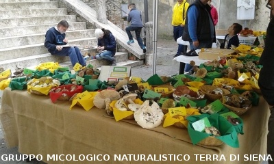 Mostra Micologica ad Asciano