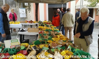 Mostra Micologica ad Asciano
