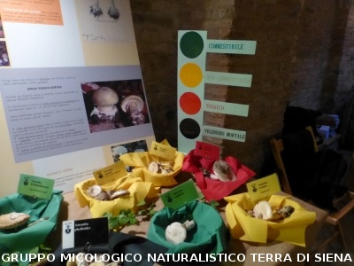 XIX Mostra Micologica Senese