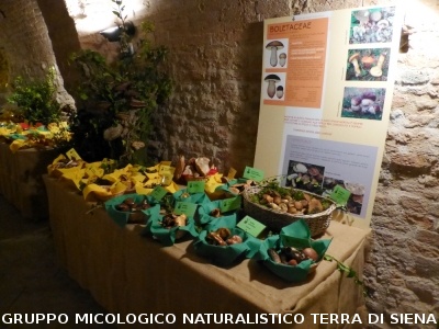XIX Mostra Micologica Senese