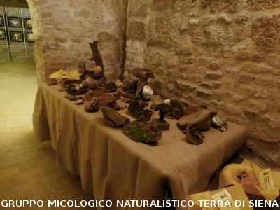 XIX Mostra Micologica Senese