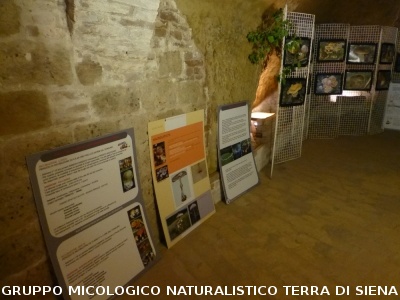 XIX Mostra Micologica Senese
