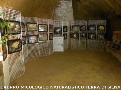 XIX Mostra Micologica Senese