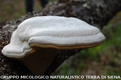 Geosito della Gonna con il Prof. Costantini