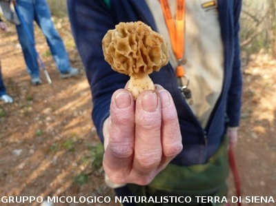 Escursione 1 sulla Montagnola Senese