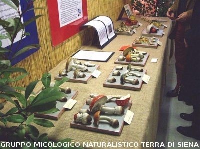 Mostra Micologica Senese