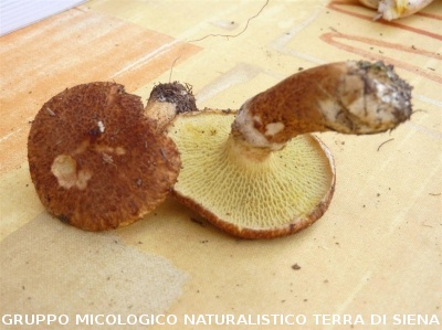 Suillus cavipes (syn. Boletinus cavipes)