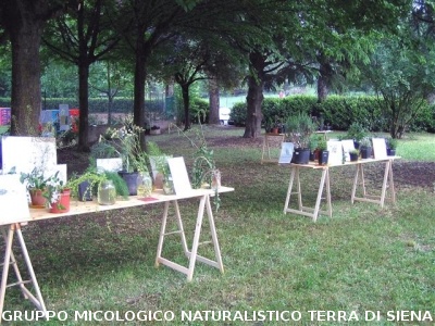 Mostra delle erbe spontanee