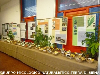 XIII^ Mostra Micologica Senese