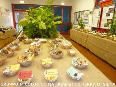 XIII^ Mostra Micologica Senese