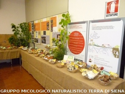 XIII^ Mostra Micologica Senese