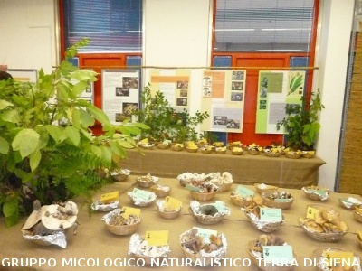 XIII^ Mostra Micologica Senese