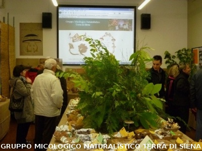 XIII^ Mostra Micologica Senese