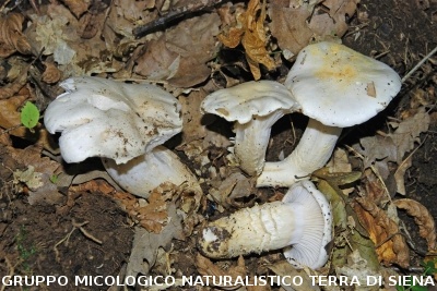 Hygrophorus penarius
