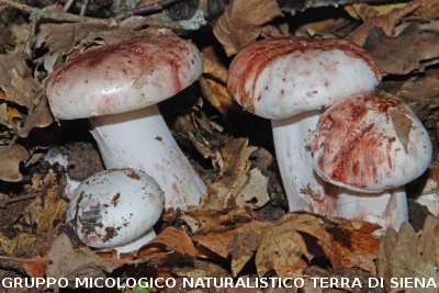 Hygrophorus russula