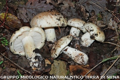 Tricholoma acerbum