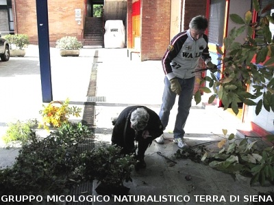 XIV^ Mostra Micologica Senese