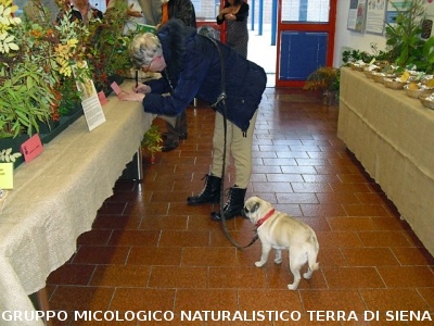 XIV^ Mostra Micologica Senese