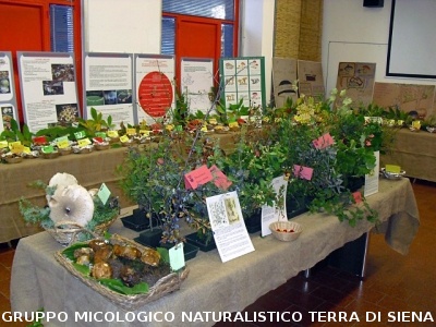 XIV^ Mostra Micologica Senese