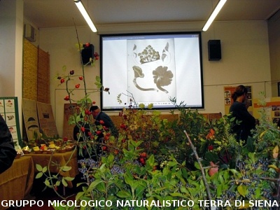 XIV^ Mostra Micologica Senese