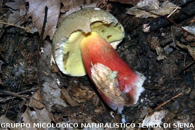 Caloboletus calopus2  (syn. Boletus calopus) 