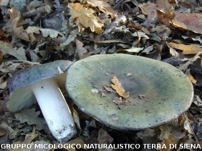 Russula cyanoxantha f. peltereaui