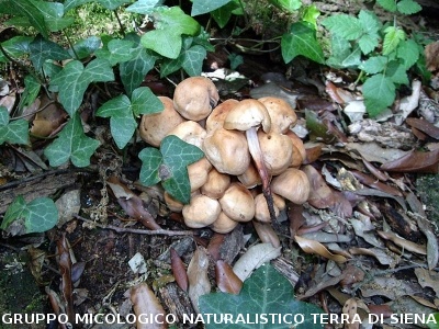 Gymnopus fusipes  (syn. Collybia fusipes)