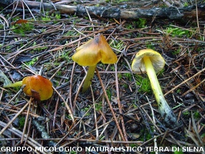Hygrocybe conica (syn. Hygrocybe pseudoconica)