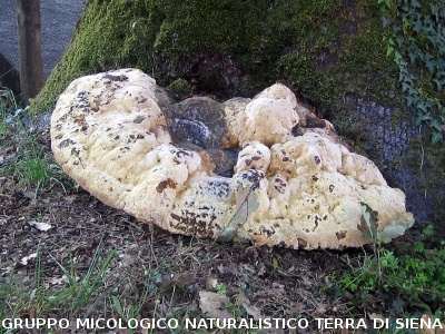 Fuscoporia torulosa (syn. Phellinus torulosus)
