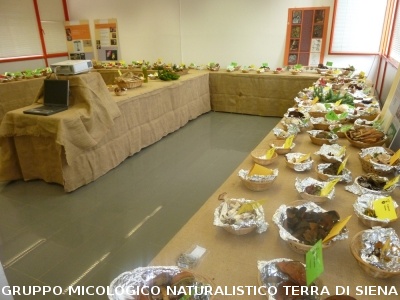 XV Mostra Micologica Senese