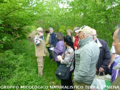 Ricerca delle erbe spontanee e commestibili