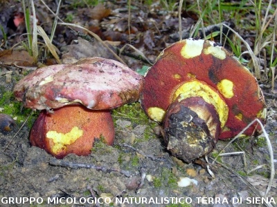 Suillellus rhodoxanthus (syn. Boletus rhodoxanthus)