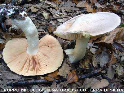 Entoloma sinuatum (syn. Entoloma lividum)