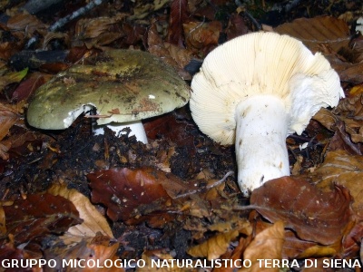 Russula olivacea