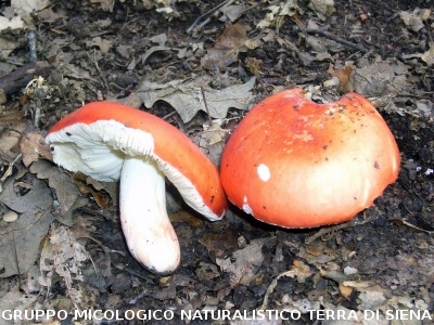 Russula rosea (syn. Russula lepida)