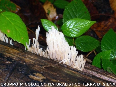 Artomyces pyxidatus (syn. Clavicorna pyxidata)