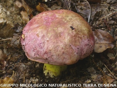 Butyriboletus regius (syn. Boletus regius)