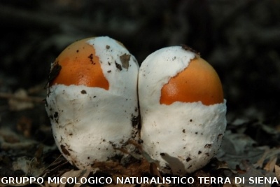 Amanita caesarea 2