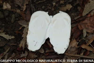 Amanita ovoidea primordio