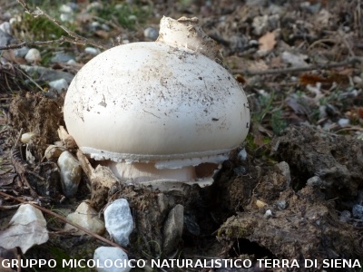 Amanita ovoidea