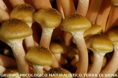 Armillaria mellea2