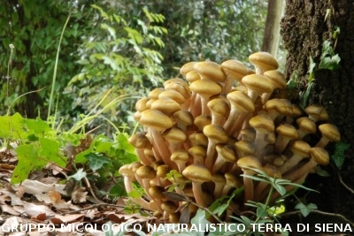 Armillaria mellea3