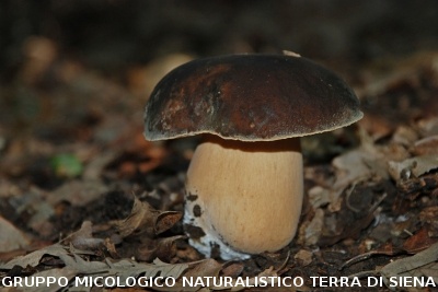 Boletus aereus 2