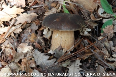 Boletus aereus 3