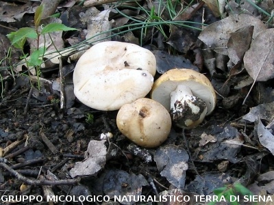 Calocybe gambosa