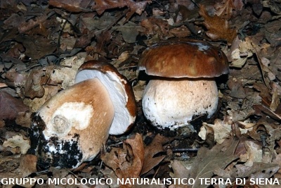 Boletus edulis 2