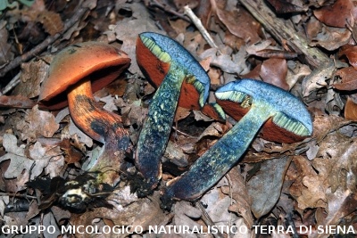 Caloboletus erythropus2  (syn. Boletus erythropus)