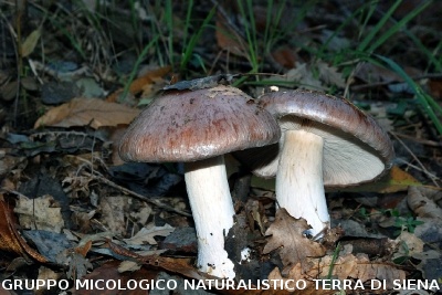 Cortinarius prestans 2