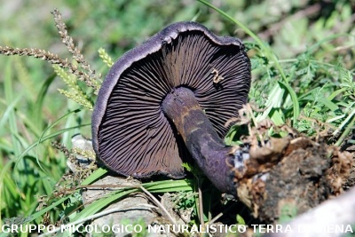 Cortinarius violaceus 2